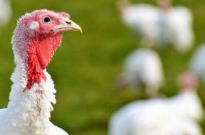 Trump pardoned a turkey named Peas for Thanksgiving